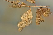 Comma Butterfly on a branch and dead leaf Lorraine France