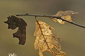 Comma Butterfly on a branch and dead leaf Lorraine France