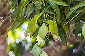 Monk Parakeets eating a green mango Pantanal Brazil 