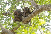 Black howler and young on a branch Pantanal Brazil