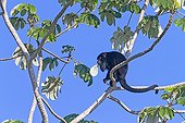 Black Howler male eating leaves Pantanal Brazil 