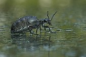Oil beetle and its reflection Lorraine France