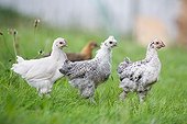 White chickens in the grass Alsace France