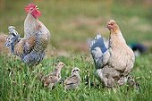 Rooster Hen and Chicks in the grass Alsace France