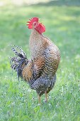 Rooster singing in the grass Alsace France
