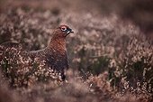 Red grouse male on moorland in winter Scotland UK