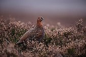Red grouse male on moorland in winter Scotland UK