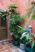 Little Lady Palm in a courtyard