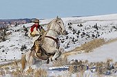 Cowboy on his prancing Quarter Hose Wyoming USA ; Cowboy : Tom Bercher