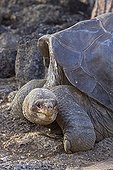 Lonesome George the last giant tortoise of Pinta Island 