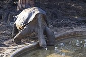 Lonesome George the last giant tortoise of Pinta Island 