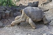 Lonesome George the last giant tortoise of Pinta Island  ; Here with a female of another subspecies. 