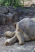 Lonesome George the last giant tortoise of Pinta Island 