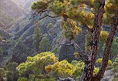 Canary pine Garome Mirador de La Palma Island