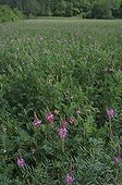 Field of Sainfoin in Lagorce in Ardeche France