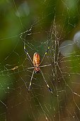 Golden Silk Orb-weaver Spider Tortuguero NP Costa Rica