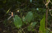 Golden Silk Orb-weaver Spider Tortuguero NP Costa Rica