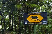 Passage of Jaguar Monteverde Cloud Forest NR Costa Rica 
