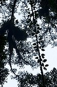 Rainforest Monteverde Cloud Forest NR Costa Rica 
