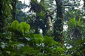 Rainforest Monteverde Cloud Forest NR Costa Rica 