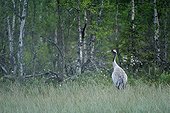 Common Crane (Grus grus), dawn at a bog in Dalarna, Sweden, Scandinavia