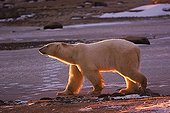 Polar bear (Ursus maritimus) early in the morning in backlight, Churchill, Manitoba, Canada