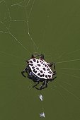 Spinybacked orb weaver (Gasteracantha cancriformis), adult in web, Sinton, Corpus Christi, Texas, USA