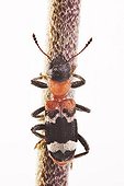 Ant Beetle (Thanasimus formicarius)