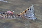 Caudal fin of Brown Doller Trout Valley Alsace  ; male of 49 cm