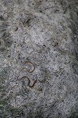 Alevins of Eel on a boat on the Loire river France