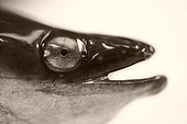 Portrait of young Eel captured in the Loire river France