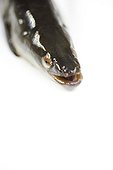 Head of young Eel captured in the Loire river France