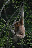 Red-cheeked Gibbon on a branch