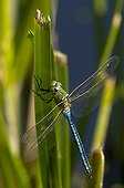 Emperor Dragonfly male on a leaf Denmark