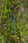 Emperor Dragonfly male on a rush Denmark