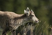 Young Alpine ibex Creux du Van Jura Switzerland 