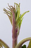Leaf development of a Staghorn Sumac 