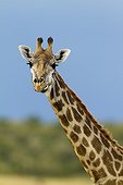 Portrait of a Masai giraffe in the Masai Mara NR Kenya