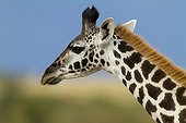 Portrait of a young Masai giraffe in the Masai Mara NR Kenya