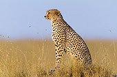 Cheetah in the Masai Mara RN in Kenya