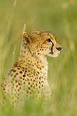 Portrait of a Cheetah in the Masai Mara RN in Kenya