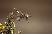 Meadow Pipit in flight in spring North Yorkshire UK