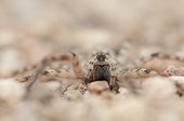Wolf Spider hunting running on the sands of the Loire river
