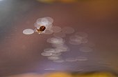 Collembola on a leaf on the surface of a pool France