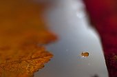 Collembola on a leaf on the surface of a pool France