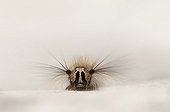 Portrait of gypsy moth caterpillar on limestone slab France