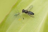 Fly caught by a spider on a leaf of Hosta France ; This dipteran had the misfortune of landing on a leaf of Hosta, an arachnid was there under his light web. The decision by the leg by powerful mandibles has been fatal to fly. The spider can now train under his web. 