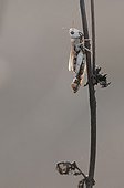 Grasshopper dryed on a twig in a fallow France 