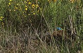 Male green lizard in the spring Gorges de l'Allier France 