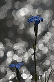 Bavarian gentian along the torrent of Serpentite Mercantour